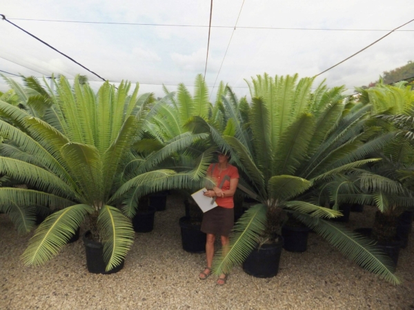 Dioon spinulosum