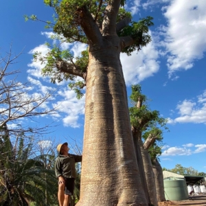 Baobab trees