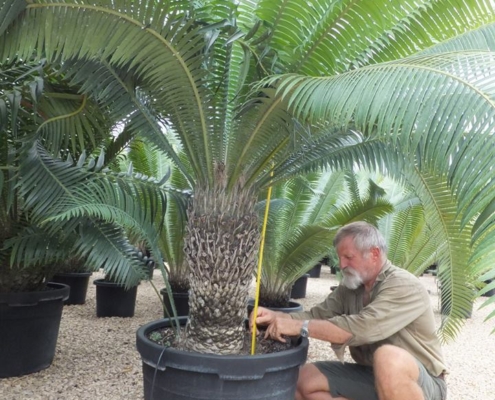 Dioon spinulosum