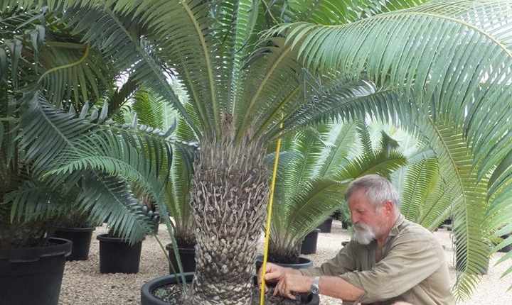 Dioon spinulosum