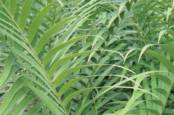 Enchephalartos mexicana