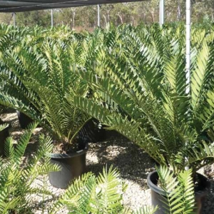 Enchephalartos ferox