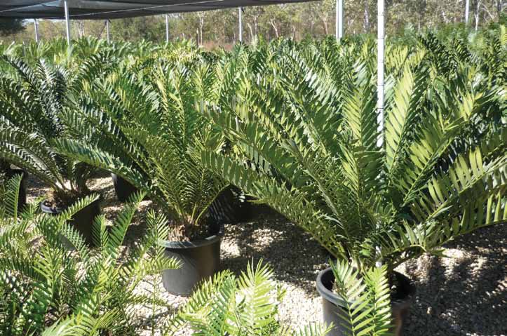 Enchephalartos ferox