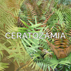 Ceratozamia