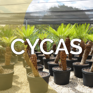 Cycas