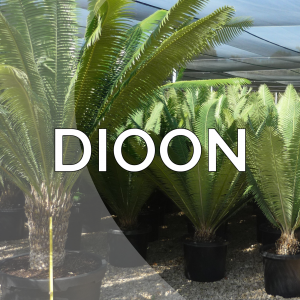 Dioon