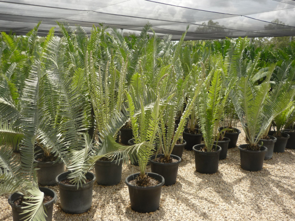 Encephalartos septentrionalis