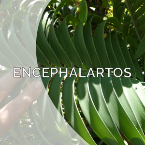 Encephalartos