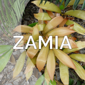 Zamia