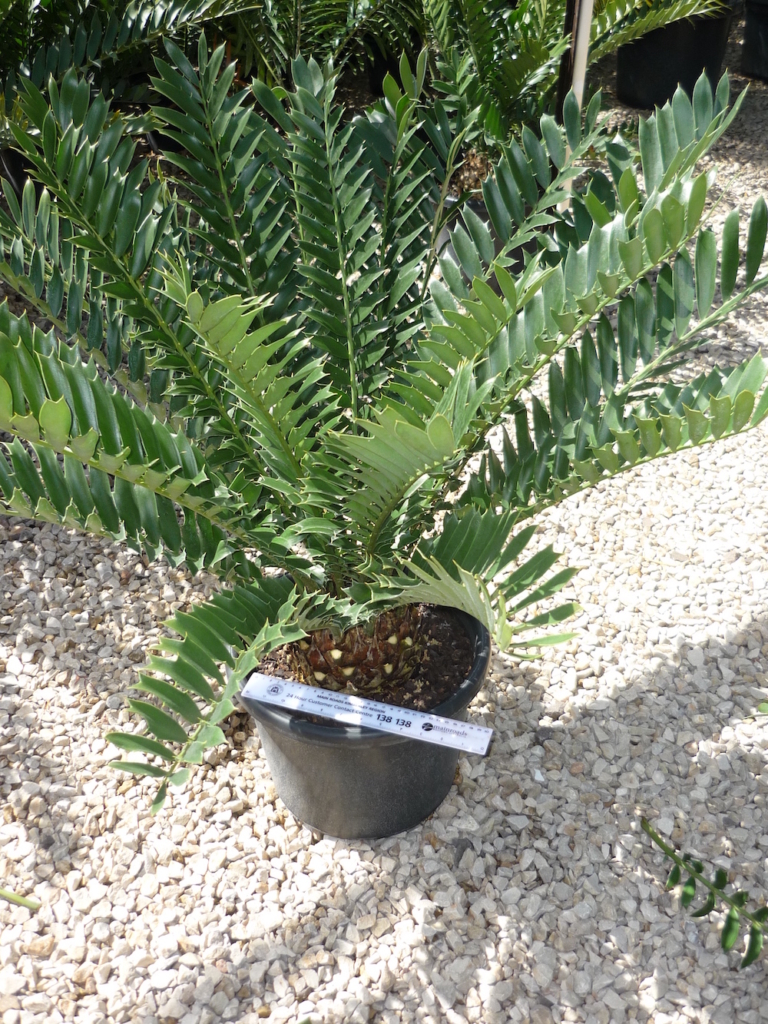 Encephalartos ferox Cycad International