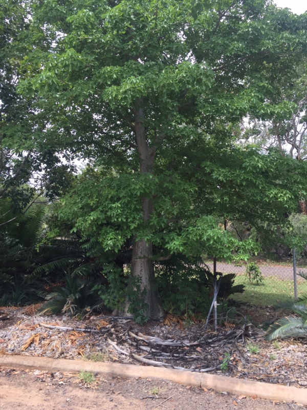 Adansonia digitata / kilima