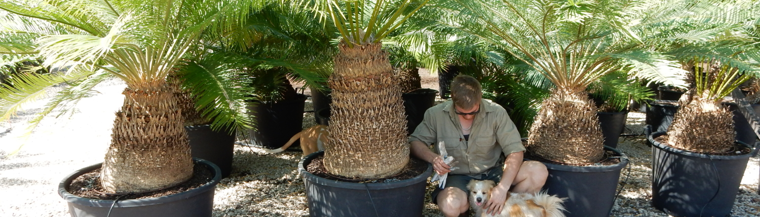 Cycas sp