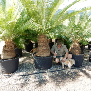 Cycas sp