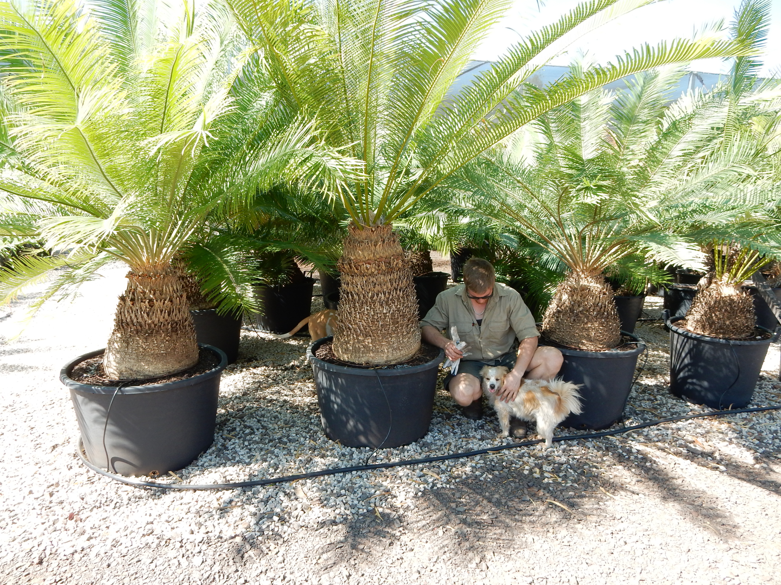 Cycas sp