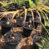 Zamia standleyi