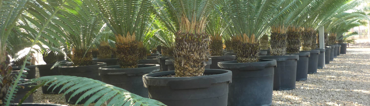 Dioon spinulosum