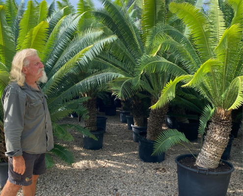 Dioon spinulosum