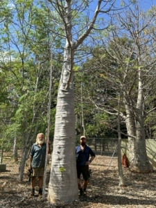 boab tree