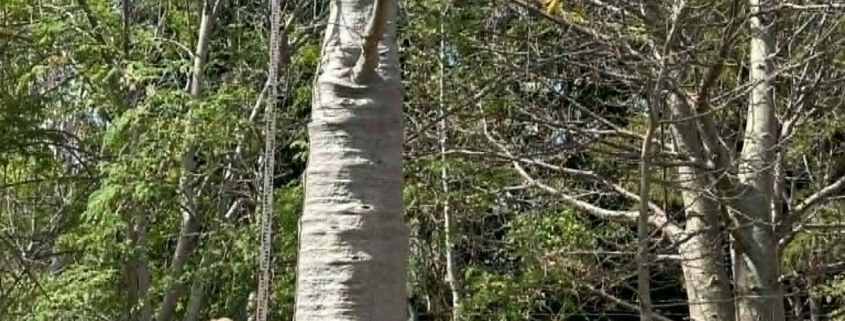 boab tree